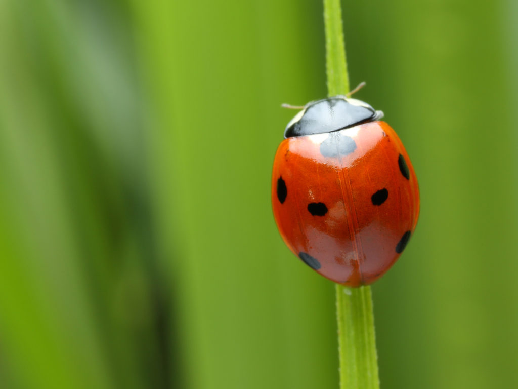 Ladybug Image