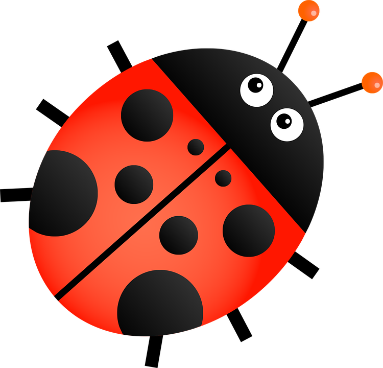 A Ladybug Image