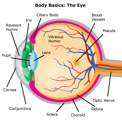 Parts of the Eye