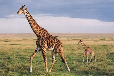 Giraffes